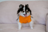 WINNIE THE POOH - Dog clothes, spring collection.